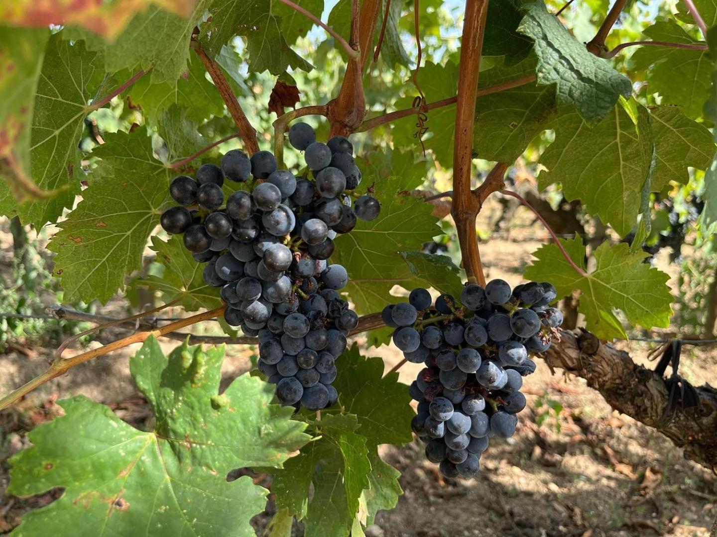 Apartamento Les Logis Des Vignobles Sainte Emilion En Duplex N 3 Avec Terrasse Exterior foto